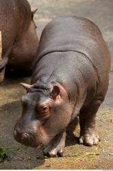 Hippo baby